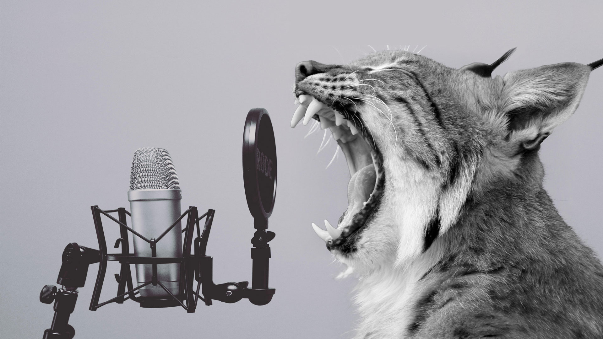 Si se perdió Animales de Radio, escúchelo acá Si se perdió Animales de Radio, escúchelo acá