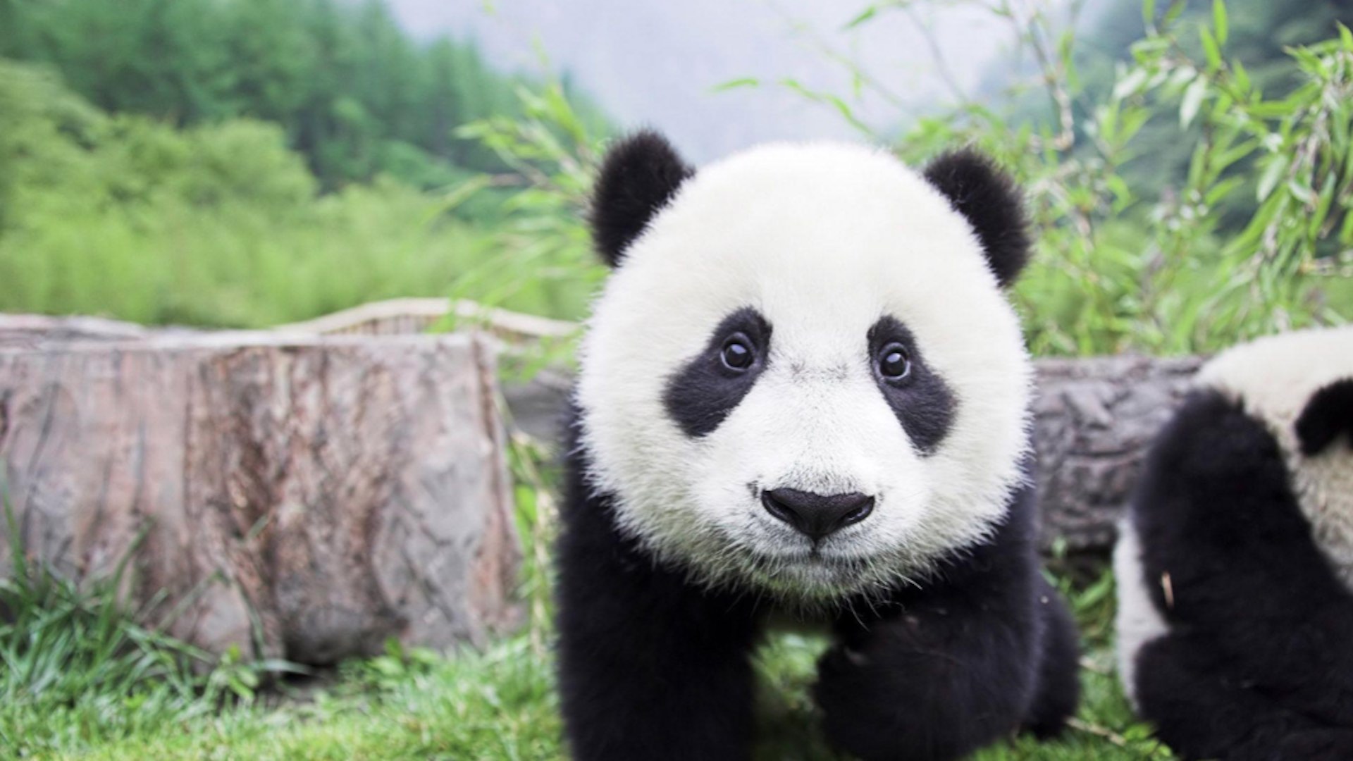 #MañanasX: El panda gigante deja de estar en peligro de extinción