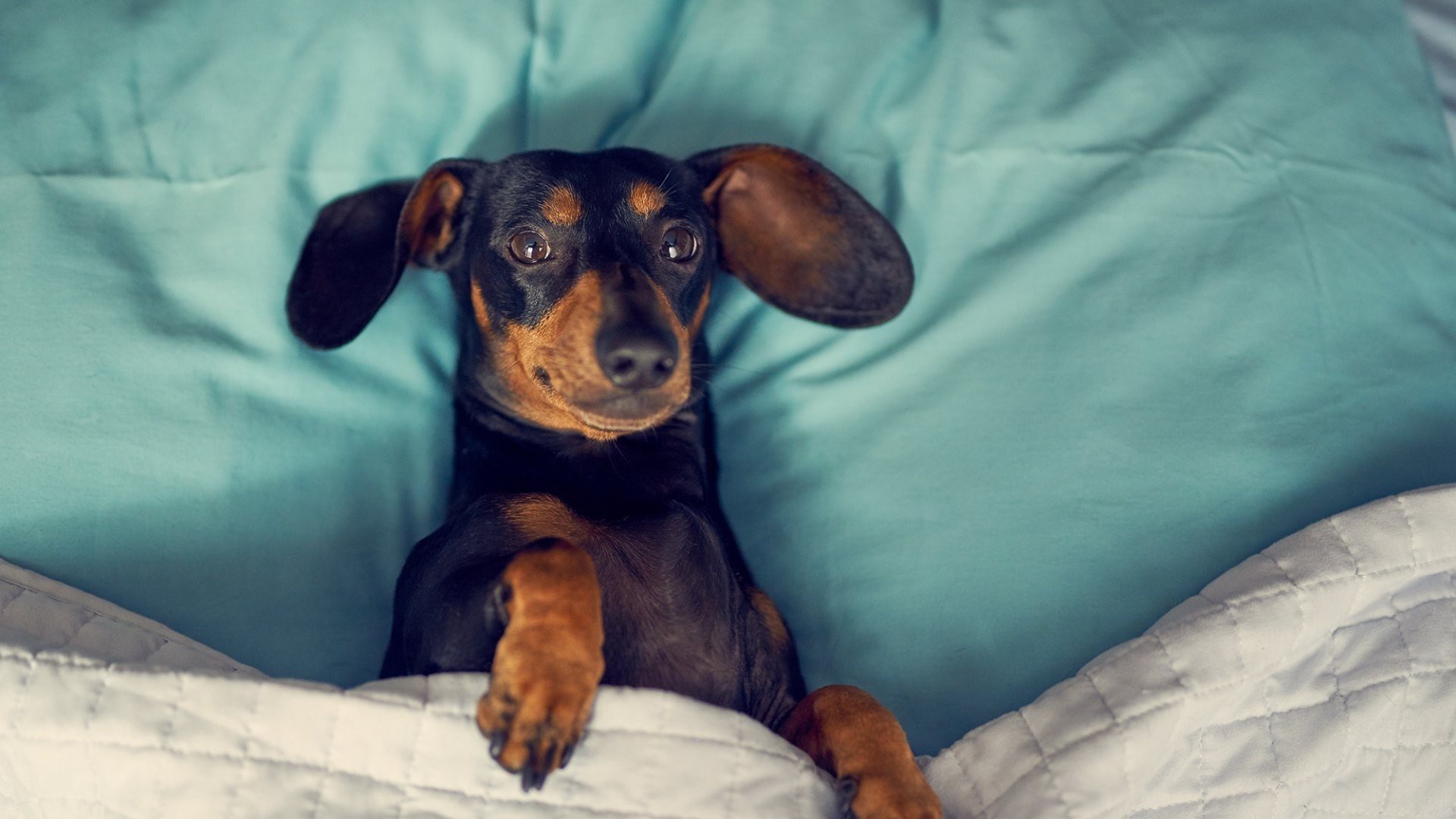 #MañanasX: Un estudio reveló que tras la pandemia, los dueños de perros prefieren a sus mascotas que a las personas