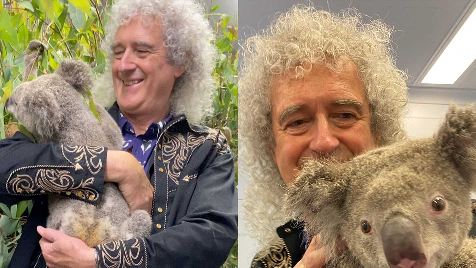 El guitarrista de Queen, Brian May, tocó para un koala El guitarrista de Queen, Brian May, tocó para un koala